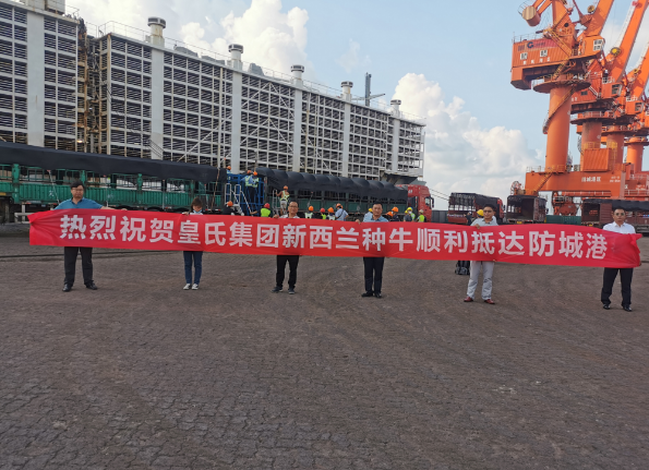 漂洋過海9000公里，優(yōu)質(zhì)新西蘭奶牛順利到港！